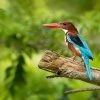 Lednacek hnedohlavy - Halcyon smyrnensis - White-throated Kingfisher o1001